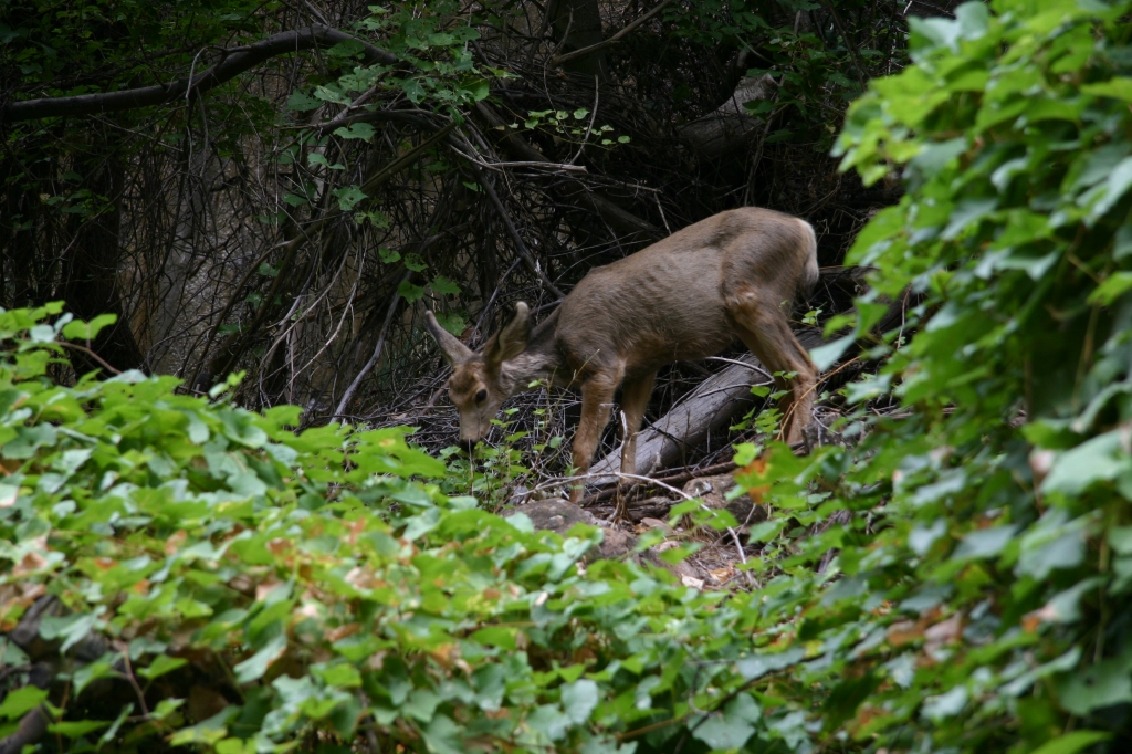 05 - Zion NP (1).JPG